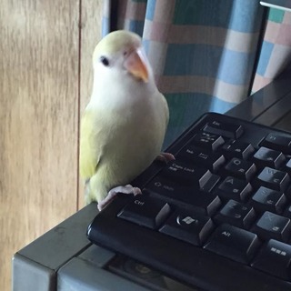 小桜インコ(シナモン) 生後半年の里親募集です