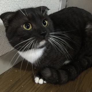 控えめな男の子