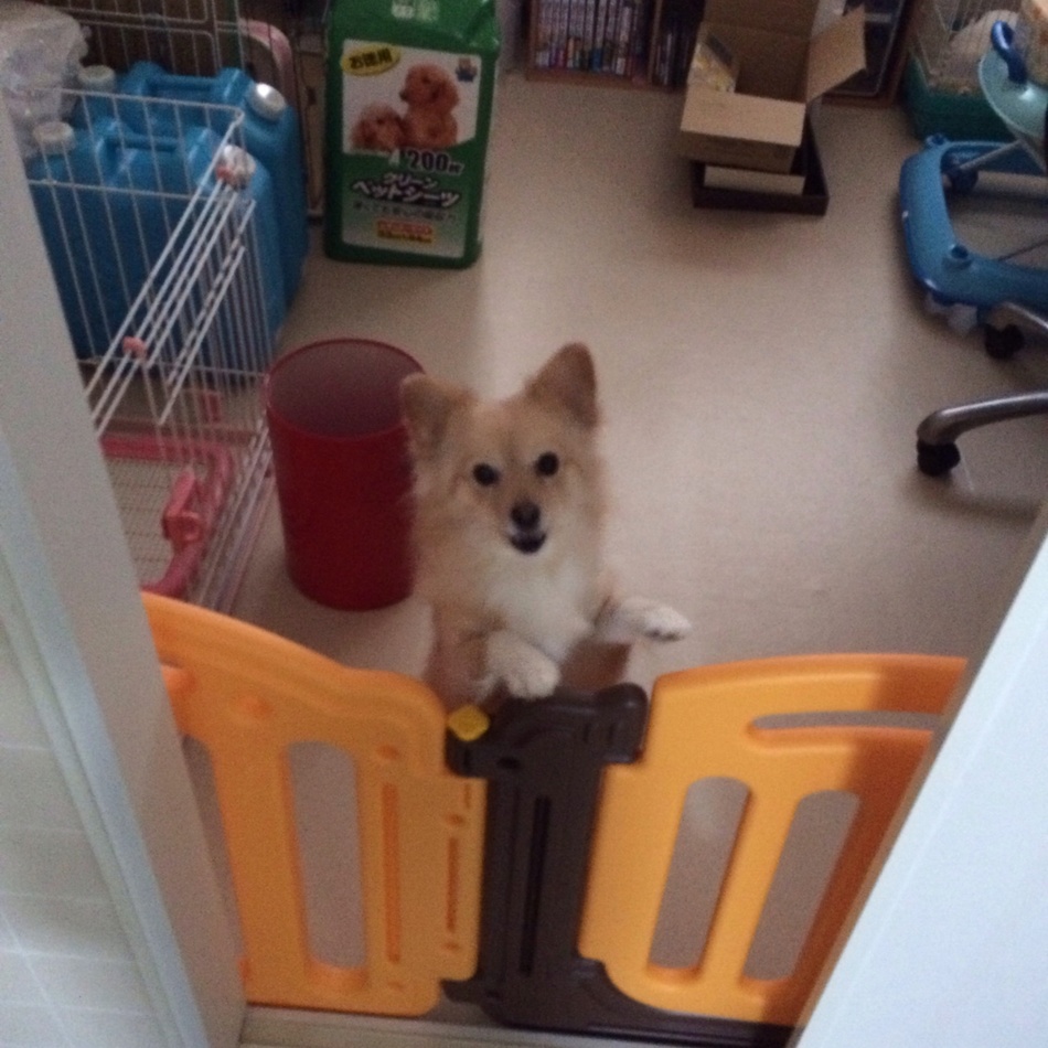 きなこのカバー写真