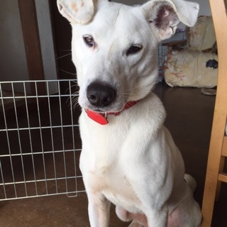 野犬でしたが心開いたモッチー♪