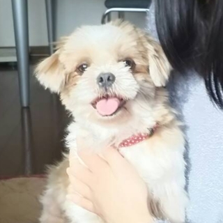 悪徳繁殖業者よりレスキュー・シーズー♀