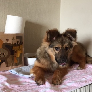 野犬の子供の栗ちゃん