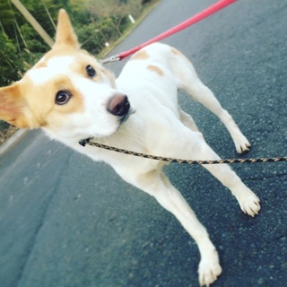 ビビりのコッシー♪