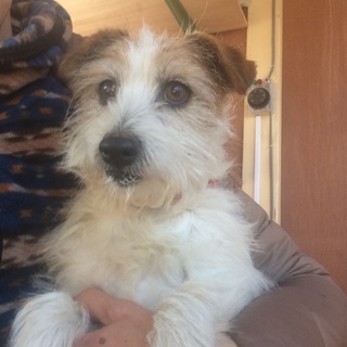 おとなしいジャックラッセルテリア女子。5〜7歳