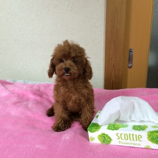 ティーカップ・プードルの男の子 レッド