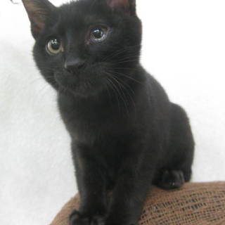 愛らしい顔立ちの黒猫☆男の子です♪兄弟2