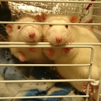 ポテト・コジロー