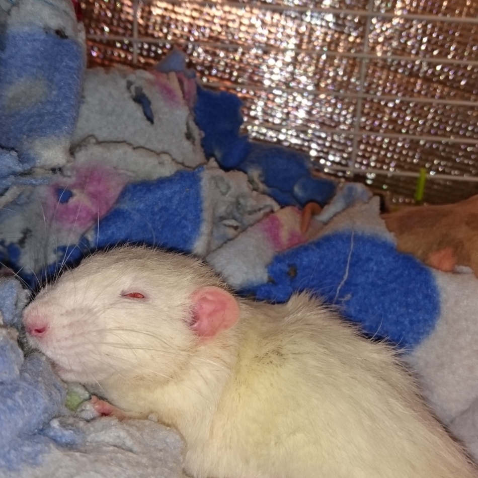 ポテト・コジローのカバー写真