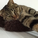 甘えたくっつきムシ男子猫。