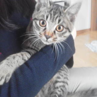 生後5か月メスのキジトラちゃん