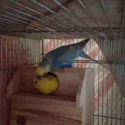 「きいろちゃんとめめちゃん♡」サムネイル1