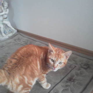 生後４か月オスの茶トラ君の里親様になって下さい