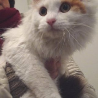 長毛１才です