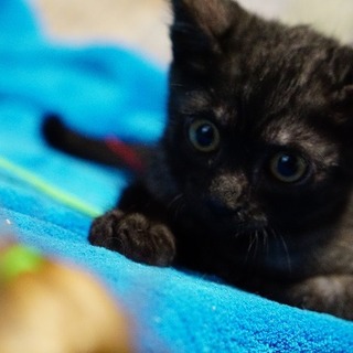 とても活発で賢い個性派ブラックスモークの子猫