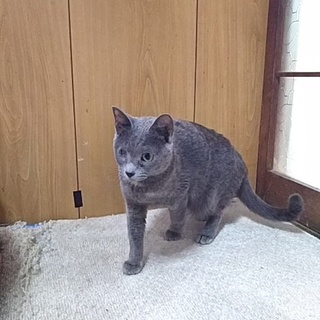 ロシアンブルーですが、片目に障害が･･･