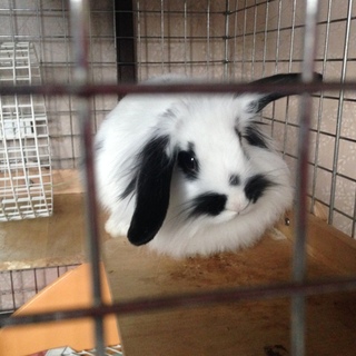 うさぎの里親募集