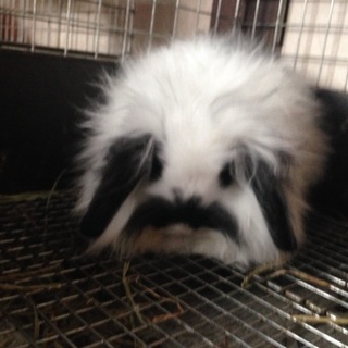 うさぎの里親募集