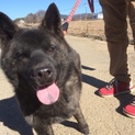 純血甲斐犬8カ月の「ねぎま」くん。