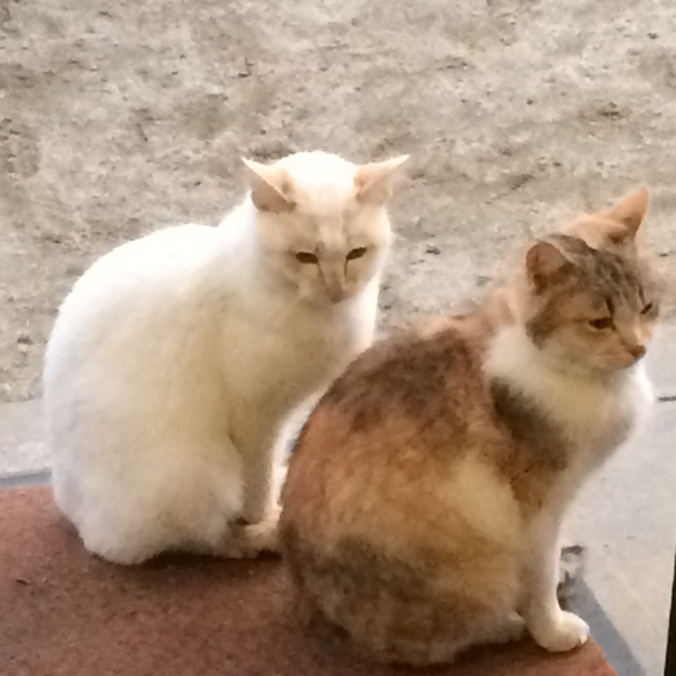 ♡クロエ♡のカバー写真