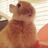 里親募集中 サムネイル2
