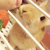 里親募集中 サムネイル3