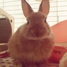里親募集中 サムネイル4