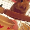 里親募集中 サムネイル5