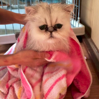 猫神様、加山雄三さんの「お嫁においで」がお気に入り