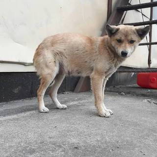 お母さん代わりをし必死で仔犬を育てた優しい女の子