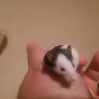 純血のパンダマウスです。