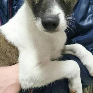 人懐こいラッセルくんです(交渉中)