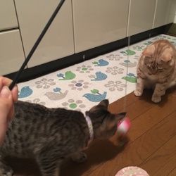 ニャンとも清潔トイレ