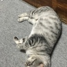 ちっこいのにホットカーペットを独り占めします（笑）