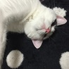 甘えん坊桜、今日もゆっくりしましたとさ(✿◖◡​◗)