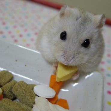 の写真