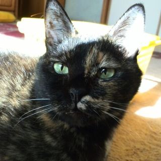 余命２ヶ月の飼い主さんからお預かりしたココちゃん