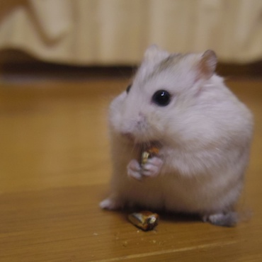 の写真
