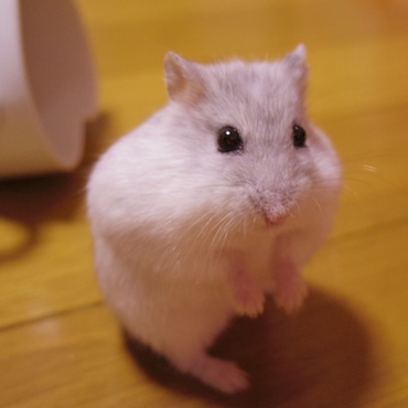 の写真