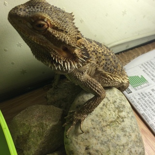 フトアゴヒゲトカゲ アダルト個体