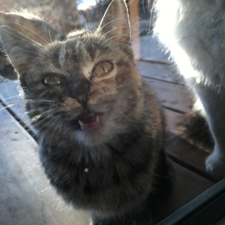 人懐っこいキジトラ♀の里親さん探しています！！