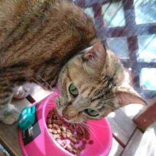 急募！迷い成猫 