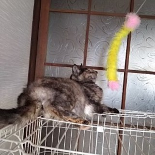 灰に成る為に産まれて来た訳では在りません！