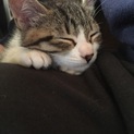 くりくりおめめが可愛い子猫ちゃん
