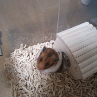 至急里親募集!!