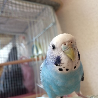 セキセイインコ♀の里親さん探してます