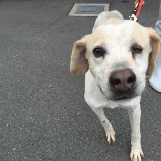 人が大好きな、大型雑種犬です！