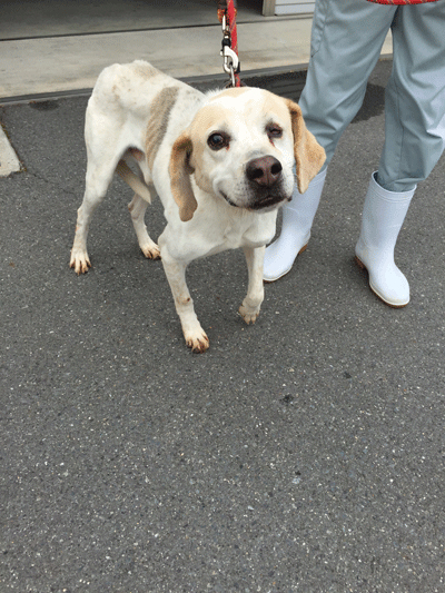 人が大好きな、大型雑種犬です！ サムネイル2