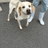 人が大好きな、大型雑種犬です！ サムネイル2