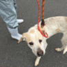 人が大好きな、大型雑種犬です！ サムネイル5