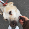 人が大好きな、大型雑種犬です！ サムネイル6